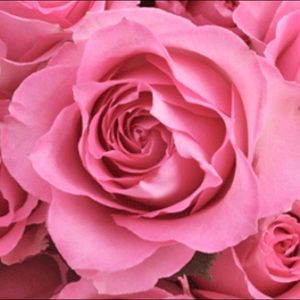 Meet your Posher, Summer